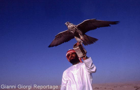 Falconiere di corte ad Abu Dhabi