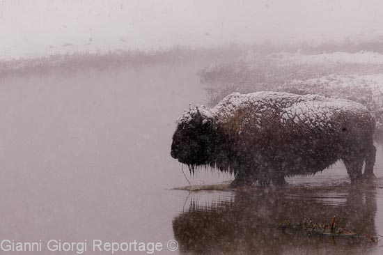 Yellowstone Park