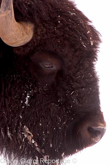 Yellowstone Park