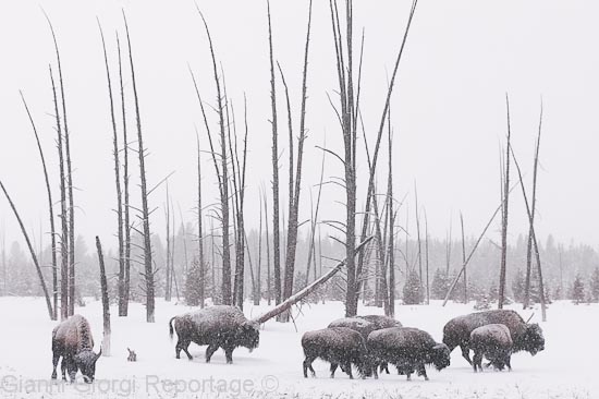 Yellowstone Park